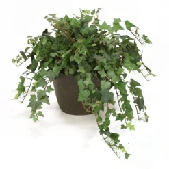Ivy in Rust Clay Pot