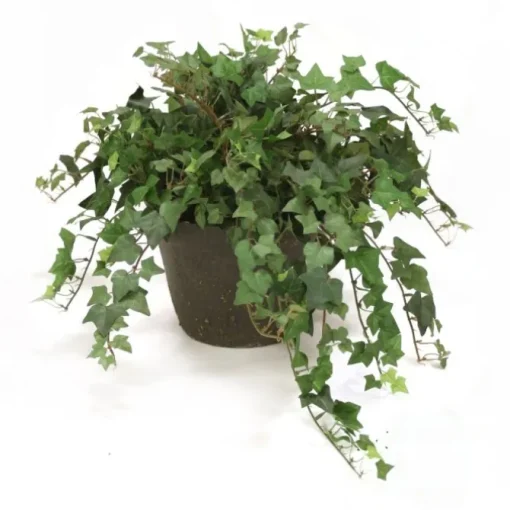 Ivy in Rust Clay Pot