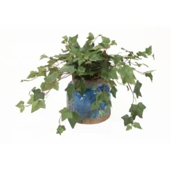 Ivy in Rustic Blue Pot