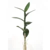Large Dendrobium Leaf Plant x 7 Leaves  (Sold in Multiples of 12)
