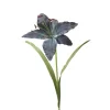Madonna Lily in Kopen Blue