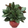 Magnolia in Red Rust Vase