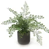 Maiden Hair in Black Wash Stone Pot (Set of 2)