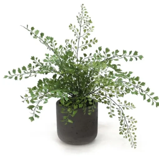 Maiden Hair in Black Wash Stone Pot (Set of 2)