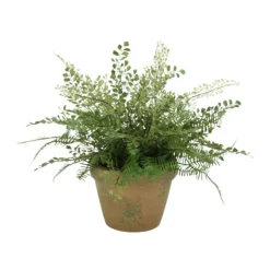 Maiden Hair in Mossy Fiinish Terra Cotta Pot