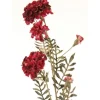 27"Marigold Spray in Burgundy  (Sold in Multiples of 6)