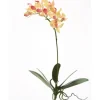 14.5" Mini Phalaenopsis Plant