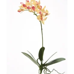14.5" Mini Phalaenopsis Plant
