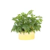Mixed Greenery with Maidenhair in Oval Yellow Planter