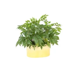 Mixed Greenery with Maidenhair in Oval Yellow Planter