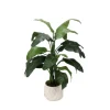 4' Musa Coccinea (Red Banana) in White Gabi Vase