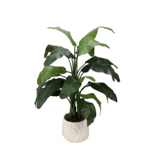 4' Musa Coccinea (Red Banana) in White Gabi Vase