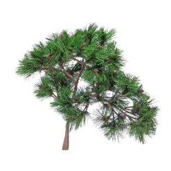 19" Needle Pine Bonsai