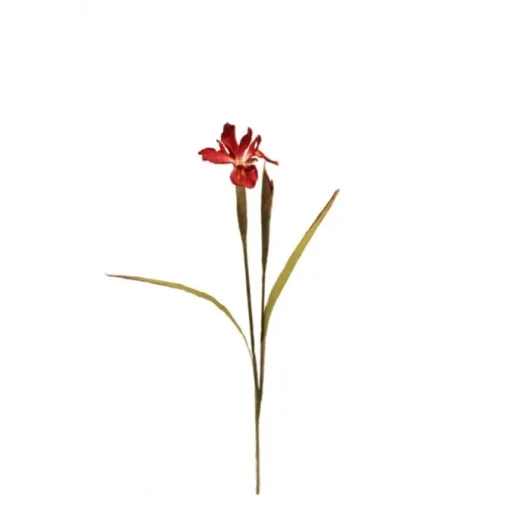 New Dutch Iris - Burgund