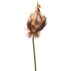 Paper White Bulb with Root