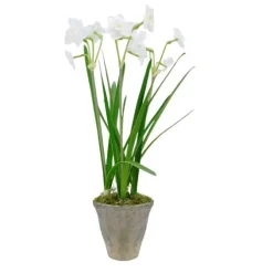 Paperwhites in stone pot