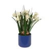 Paperwhites with Grass in Blue Planter
