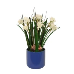 Paperwhites with Grass in Blue Planter