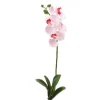 26" Phalaenopsis Orchid Plant