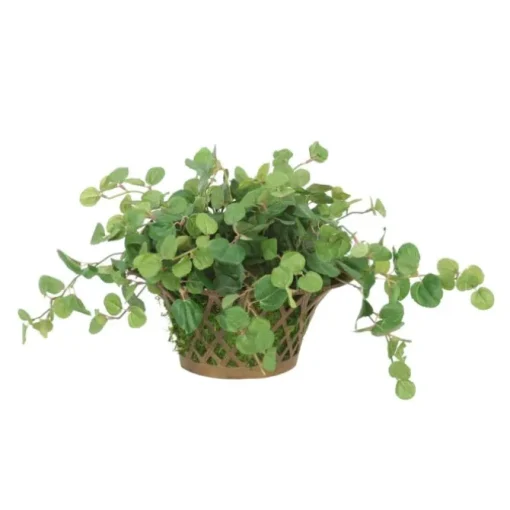 Pilea Greenery in Metal Open Weave Basket