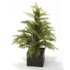 Pine Fir Tree in Brown Box
