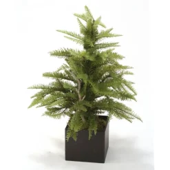 Pine Fir Tree in Brown Box