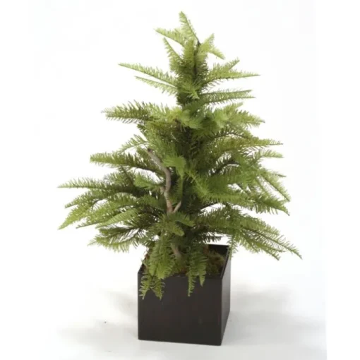 Pine Fir Tree in Brown Box