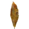 25.5" Plastic Tacca Orchid Leaf in Yellow Green (Set of 12)