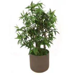 Podocarpus Floor Plant in Chocolate Planter