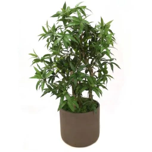 Podocarpus Floor Plant in Chocolate Planter