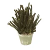 Preserved Buxifolia Green