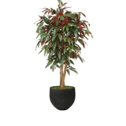5' Red Capensia Tree in Black Stone Orb Planter
