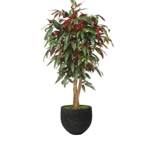 5' Red Capensia Tree in Black Stone Orb Planter