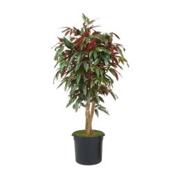 5' Red Capensia Tree in Liner