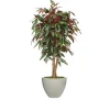 5' Red Capensia Tree in Vertically Ridge Planter