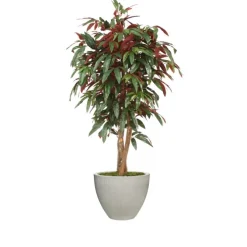 5' Red Capensia Tree in Vertically Ridge Planter