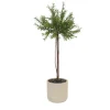 Rosemary Topiary in Grey Planter