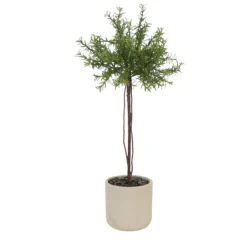 Rosemary Topiary in Grey Planter