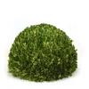 19" Round Boxwood 3/4 Ball Shape with Flat Bottom