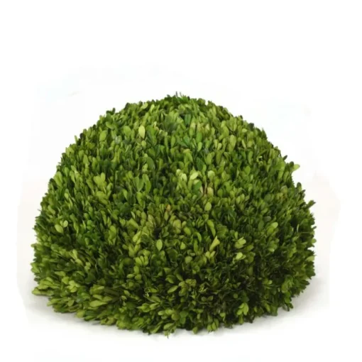 19" Round Boxwood 3/4 Ball Shape with Flat Bottom