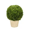 26" Round Boxwood in Terra Cotta Pot