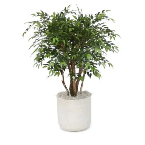 4' Ruscus Tree in Grey Stone Charlie Planter