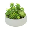 Senecio and Echeveria Garden with Rocks, Moss and Sand in Gray Bowl.