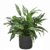 Silver Queen Floor Plant in Black Wash Planter