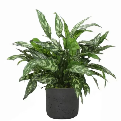 Silver Queen Floor Plant in Black Wash Planter