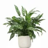 Silver Queen Floor Plant in Grey Planter