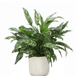 Silver Queen Floor Plant in Grey Planter