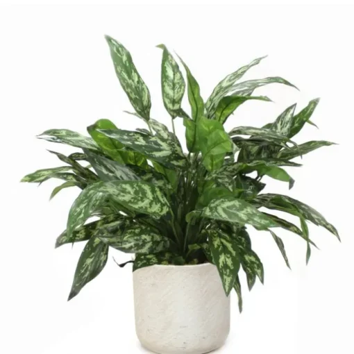 Silver Queen Floor Plant in Grey Planter
