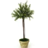Small Thyme Topiary in Washed Organic Pot