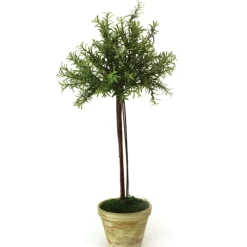 Small Thyme Topiary in Washed Organic Pot